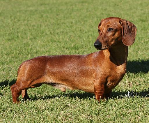 Dachshund 9Y604D-013.JPG